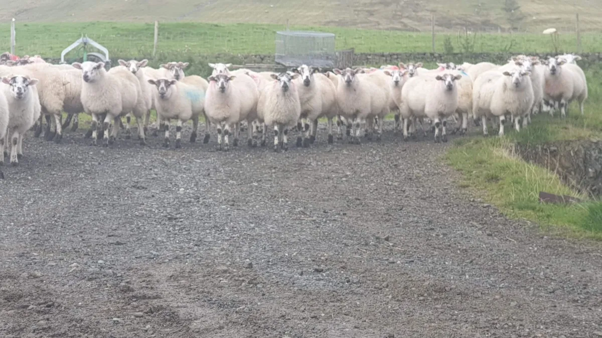 **HillTex Ewe Lambs** - Image 4