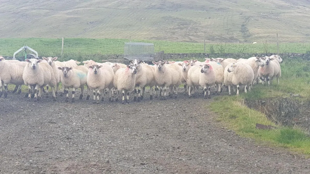 **HillTex Ewe Lambs** - Image 1