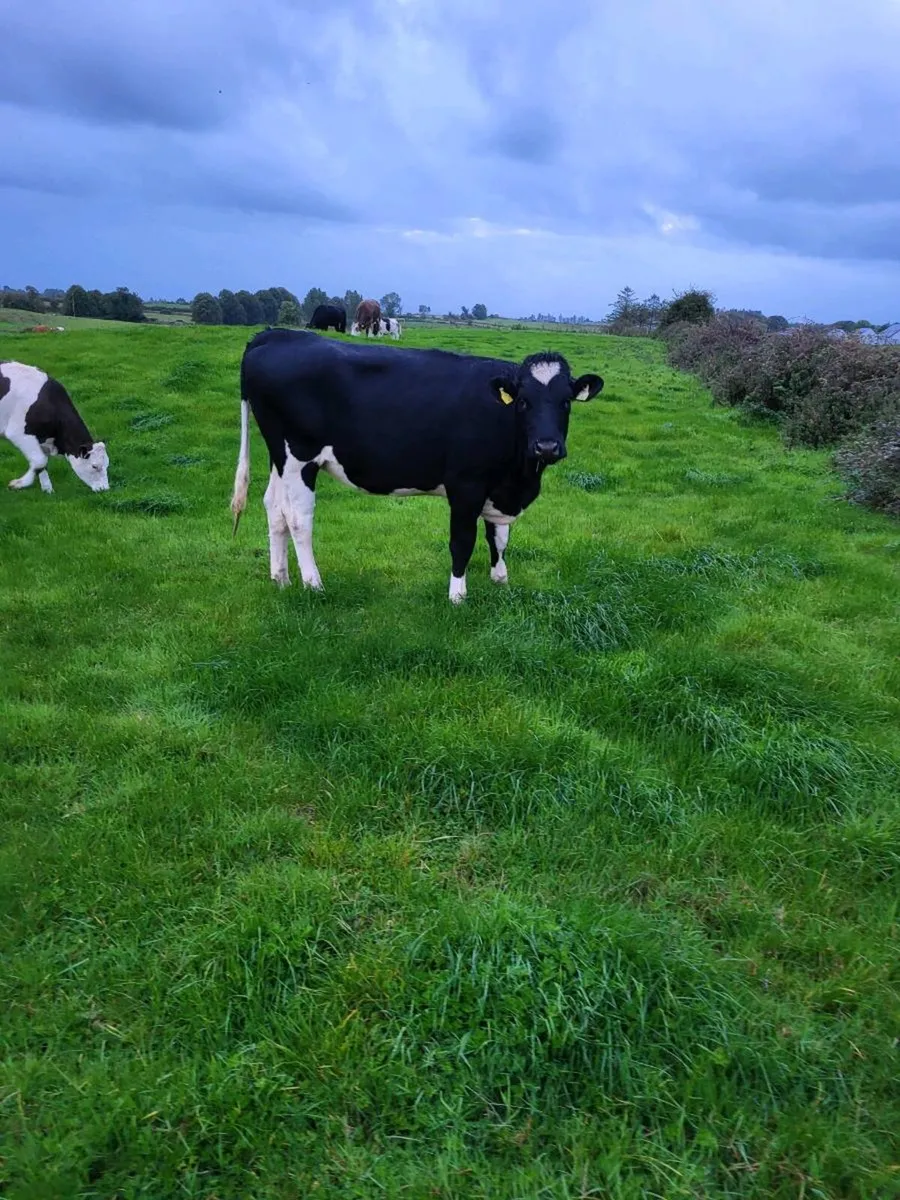 Maiden Heifer - Image 1