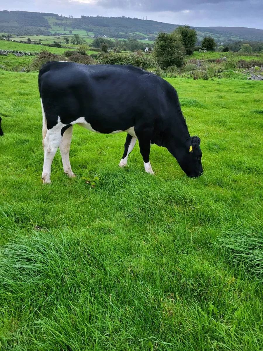 Maiden Heifer - Image 2