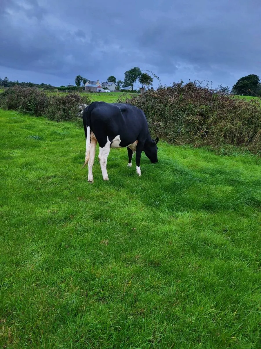 Maiden Heifer - Image 3