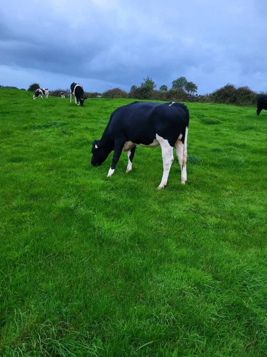 Maiden Heifer - Image 4