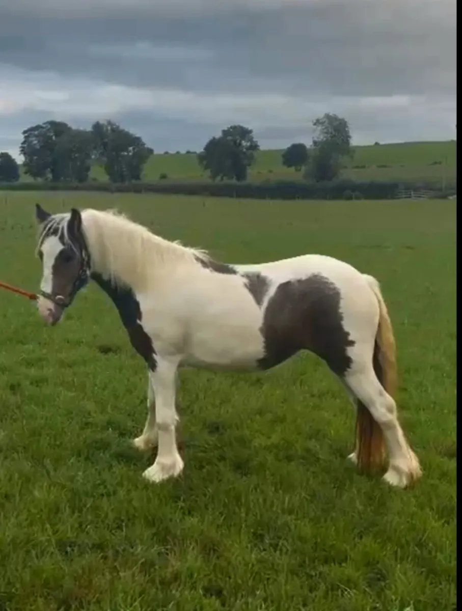 Mini yearling filly - Image 3