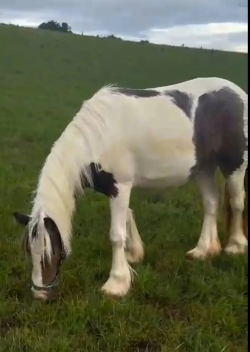 Mini yearling filly - Image 2