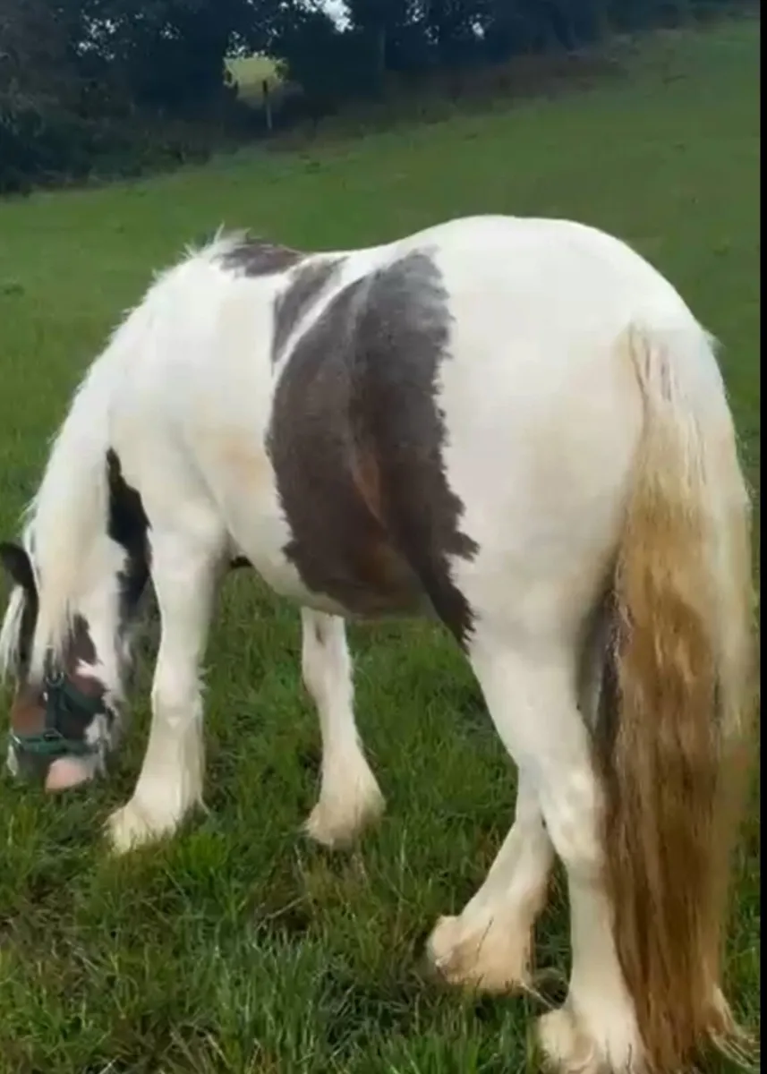 Mini yearling filly - Image 1