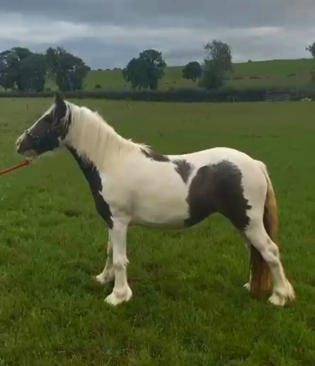 Mini yearling filly - Image 4