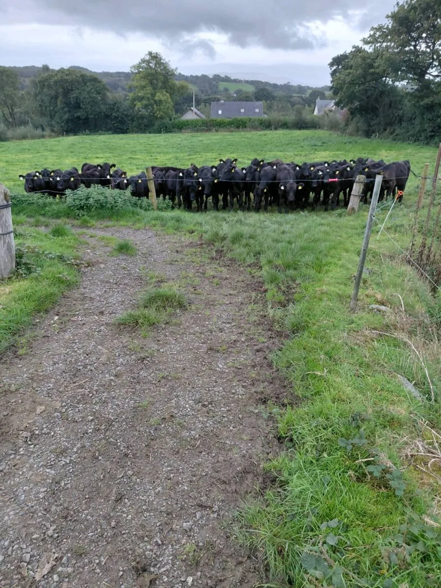 Angus - Image 4