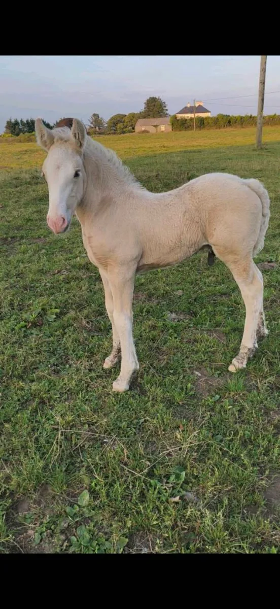 Palomino Colt - Image 3