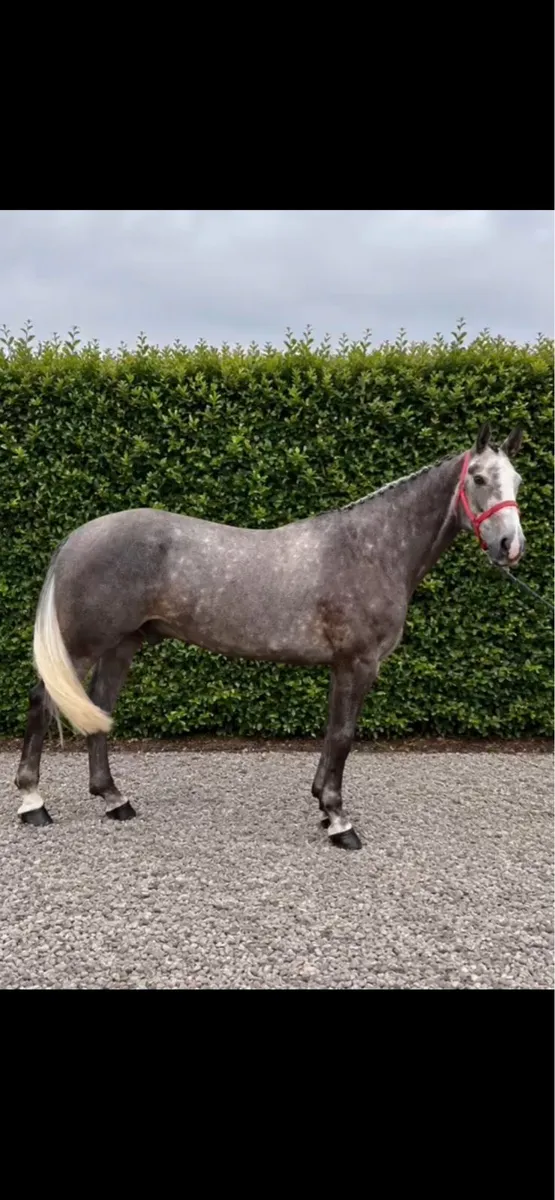 Traditional Irish Sport Horse - Image 2