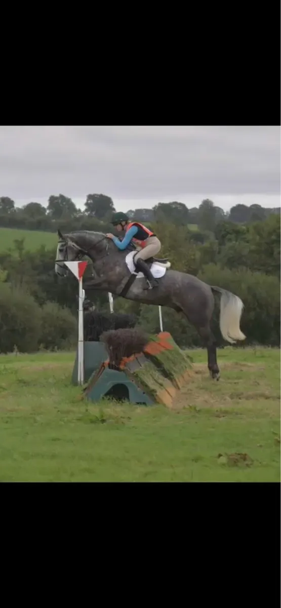 Traditional Irish Sport Horse - Image 3