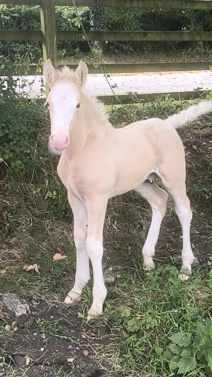 Palomino Colt - Image 4