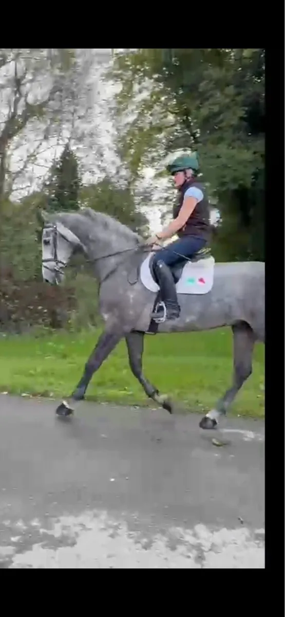 Traditional Irish Sport Horse - Image 4