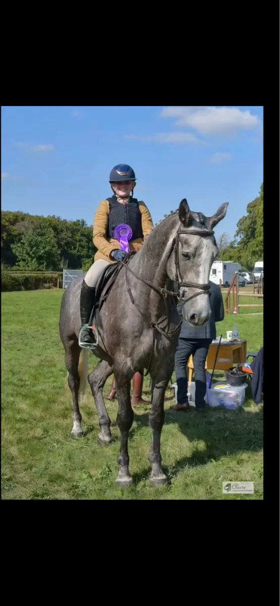 Traditional Irish Sport Horse - Image 1