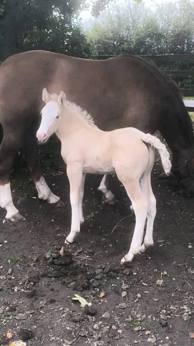 Palomino Colt - Image 2