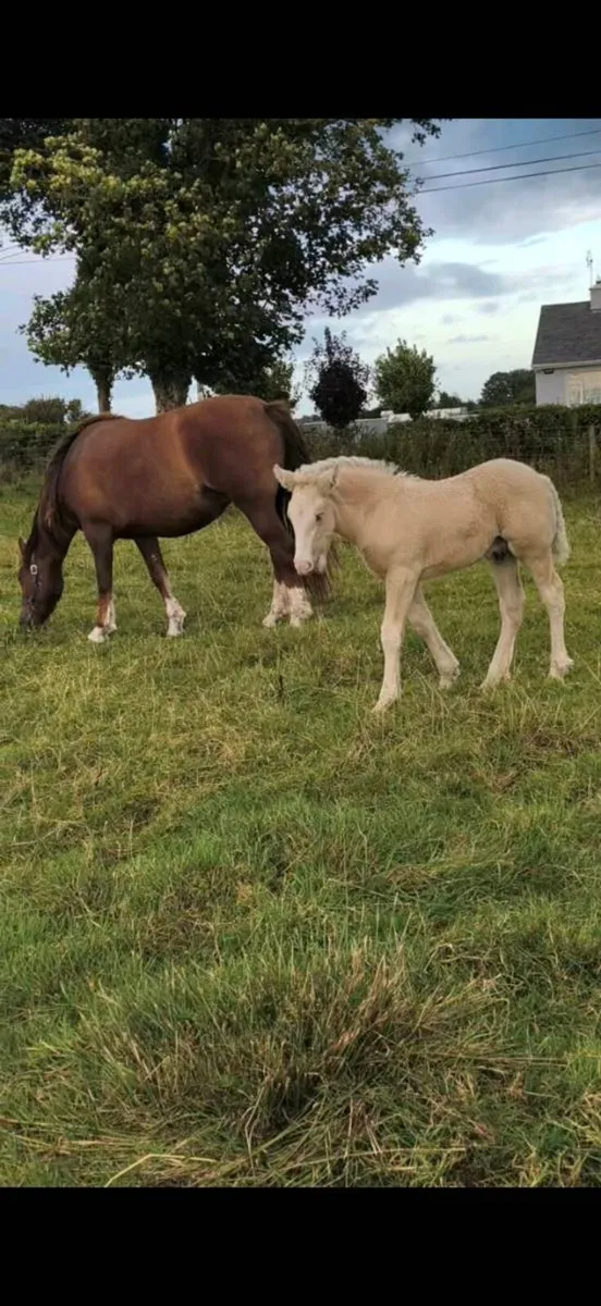 Palomino Colt - Image 1