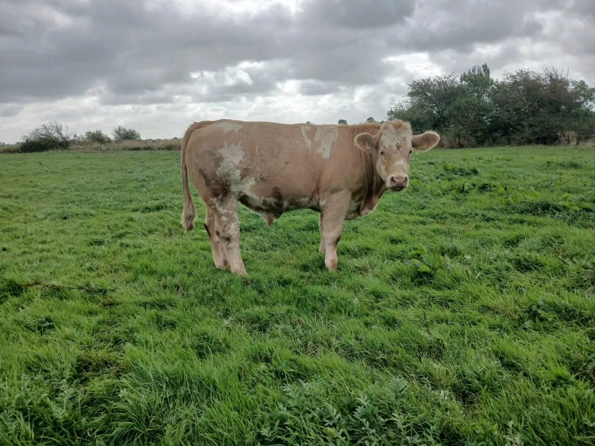 Store bullocks - Image 2