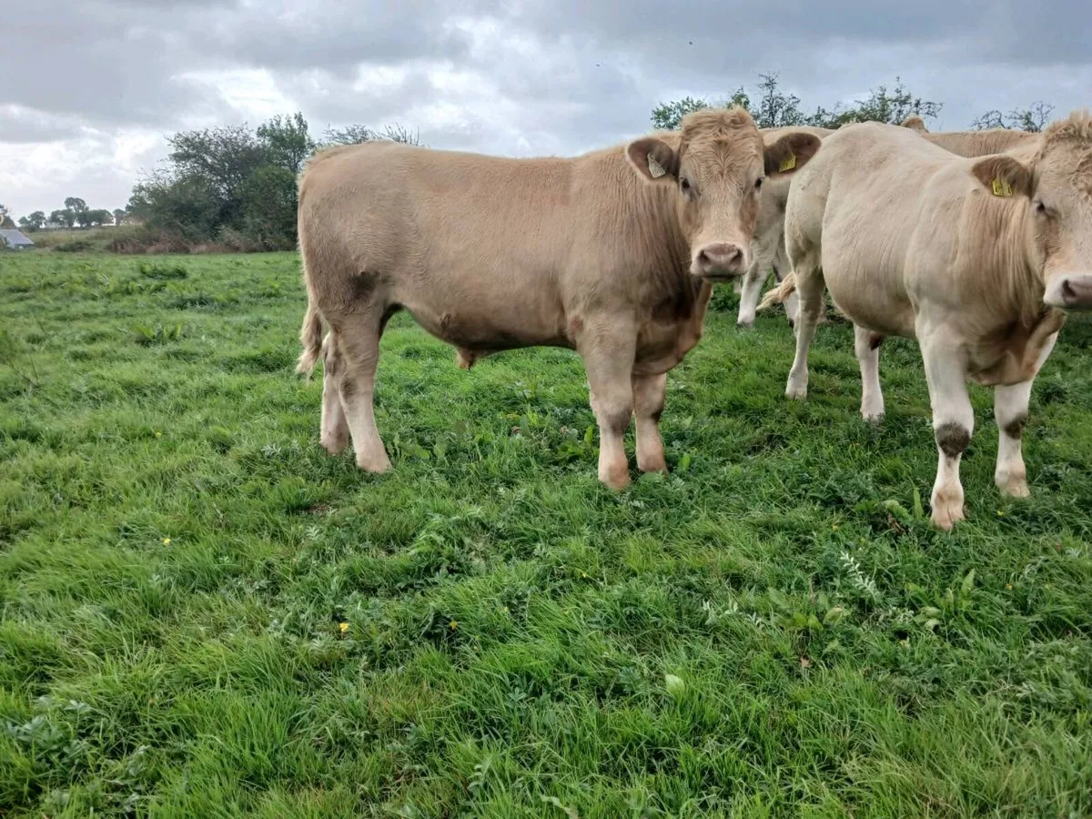 Store bullocks - Image 3