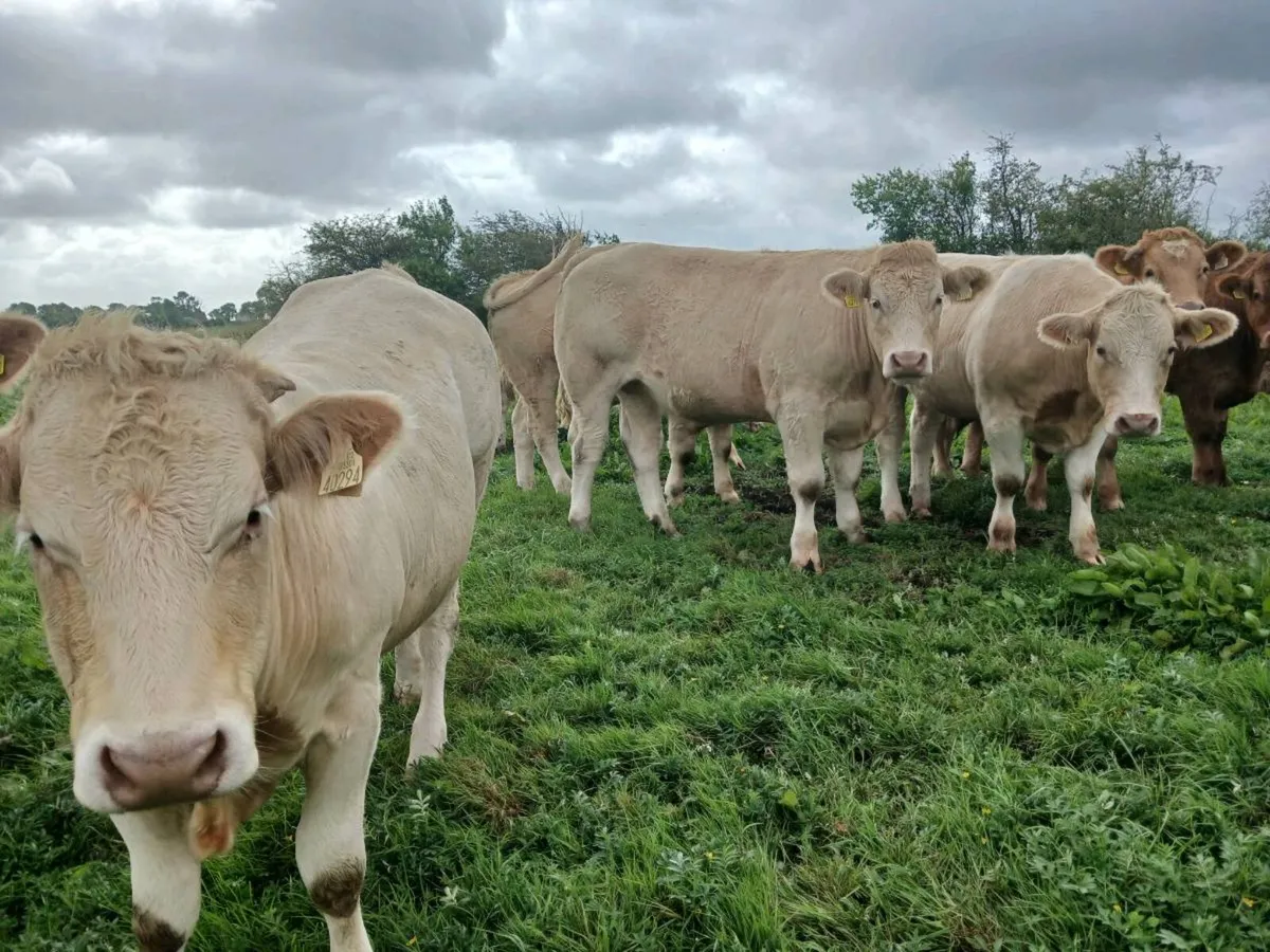 Store bullocks - Image 4
