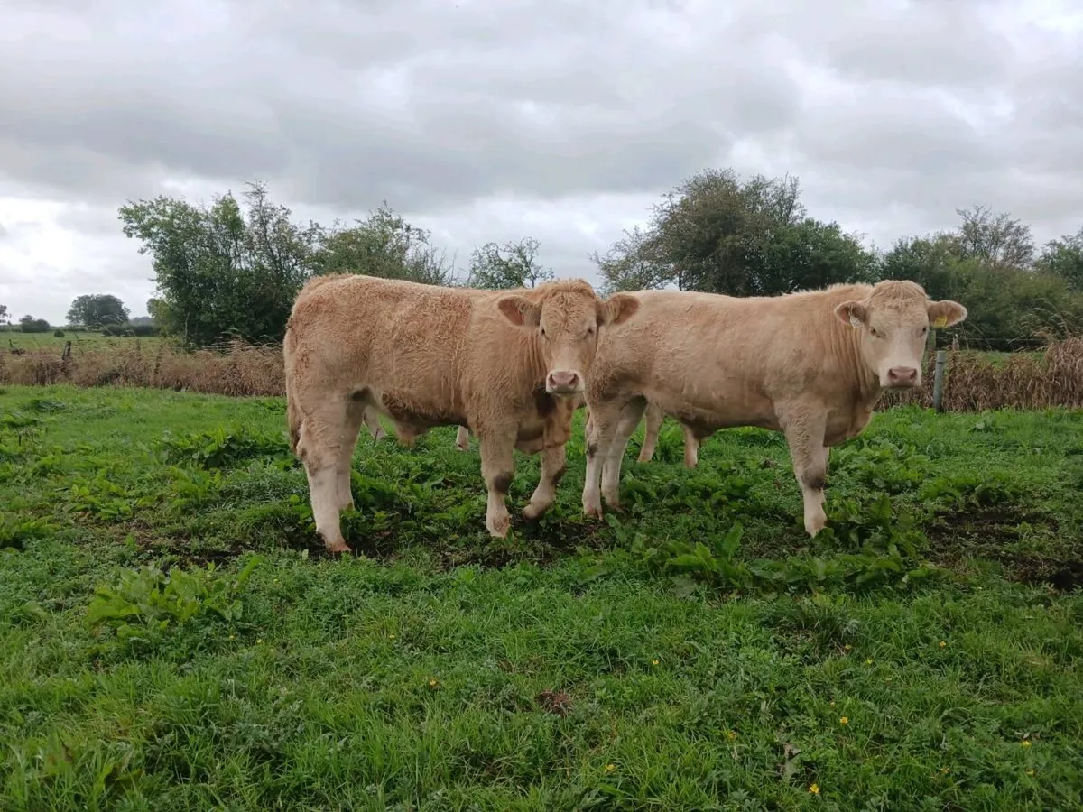 Store bullocks - Image 1