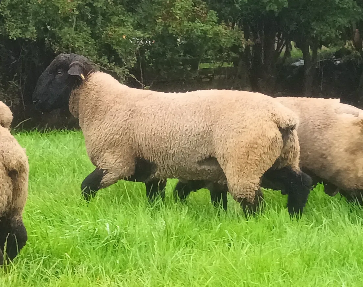 PB Suffolk Hogget Rams - Image 1