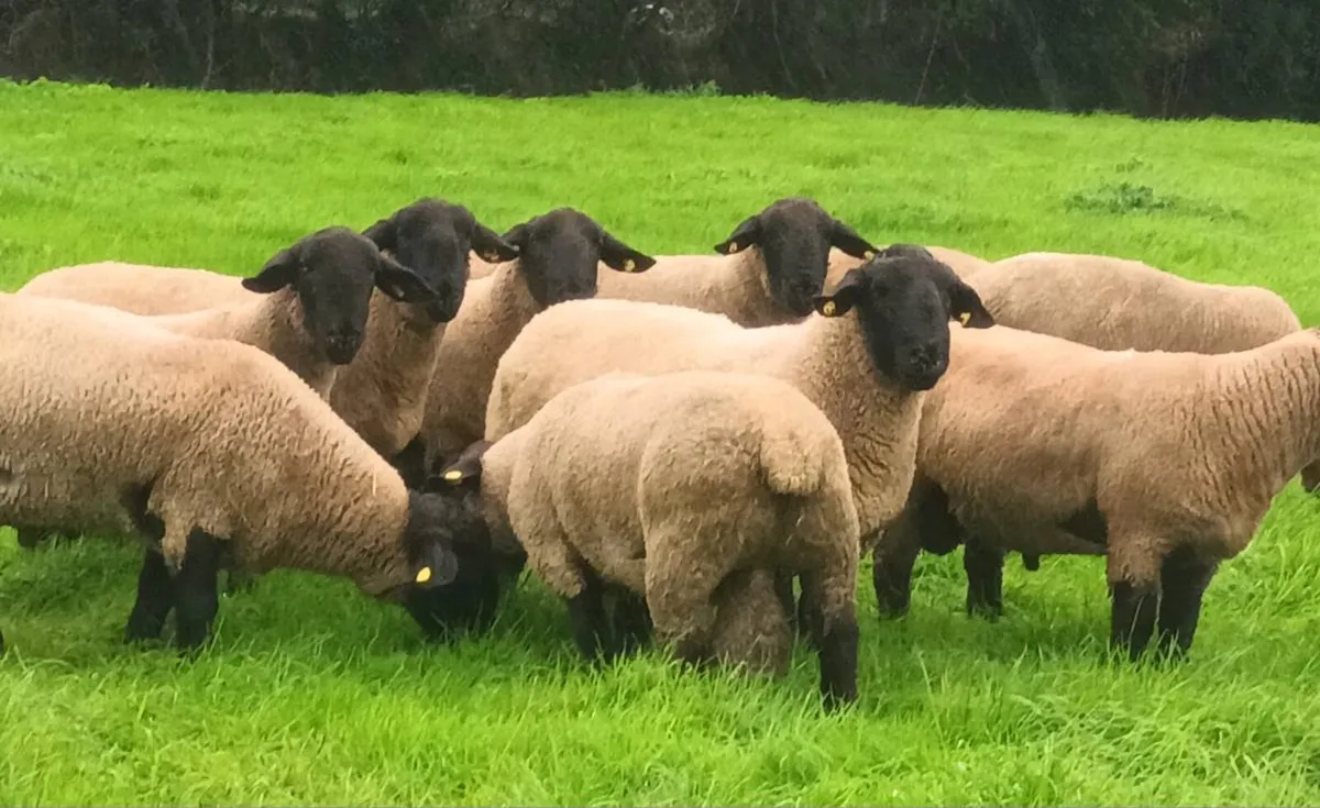 PB Suffolk Hogget Rams - Image 2