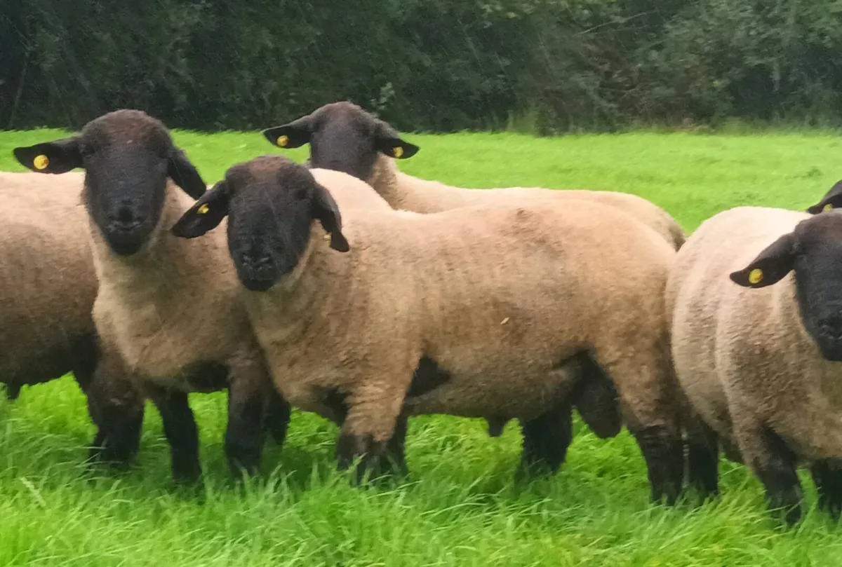 PB Suffolk Hogget Rams - Image 3