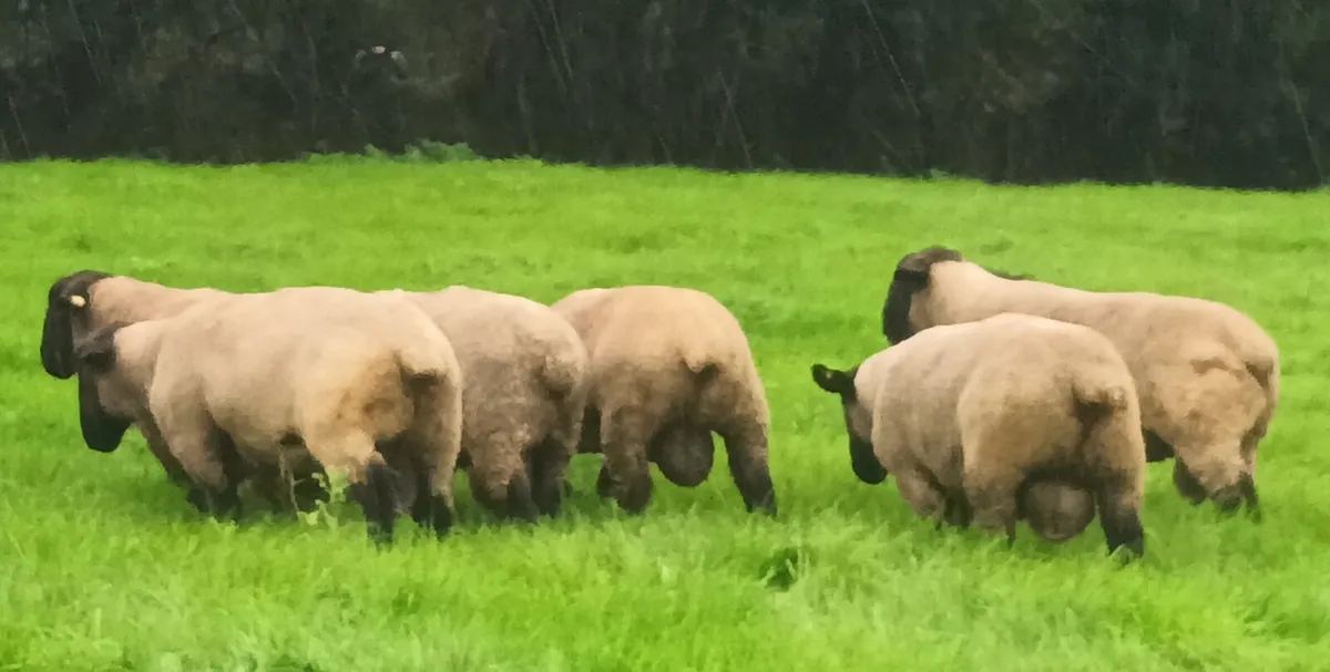 PB Suffolk Hogget Rams - Image 4