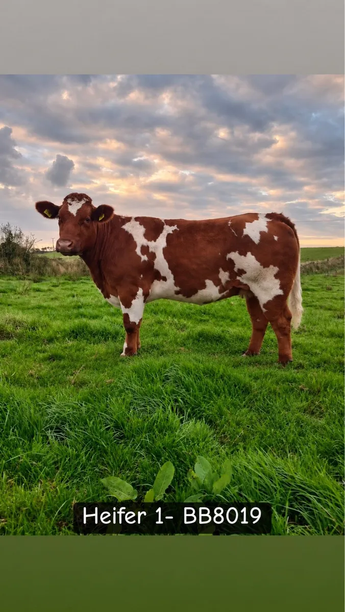 Breeding Heifers Ennis Mart Thurs 24th Sept - Image 1