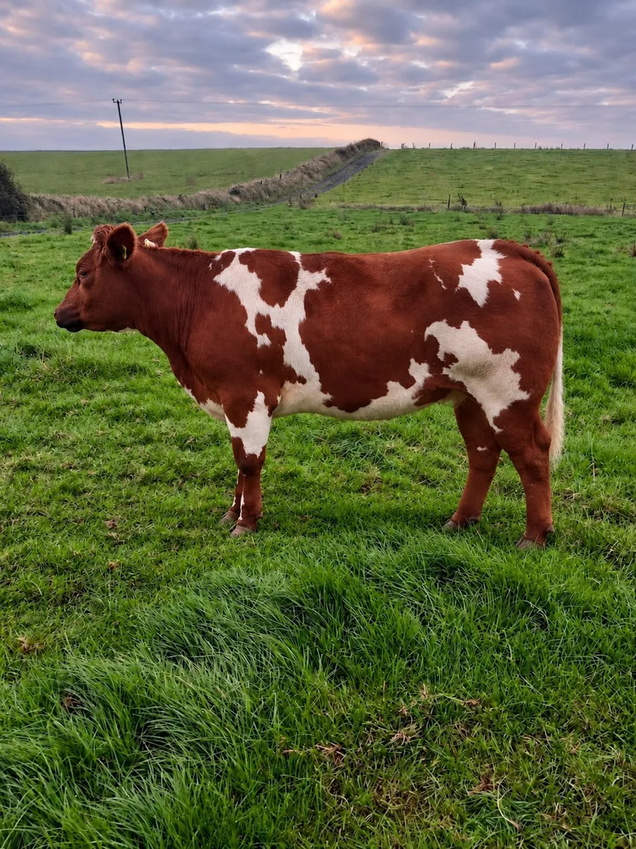 Breeding Heifers Ennis Mart Thurs 24th Sept - Image 2