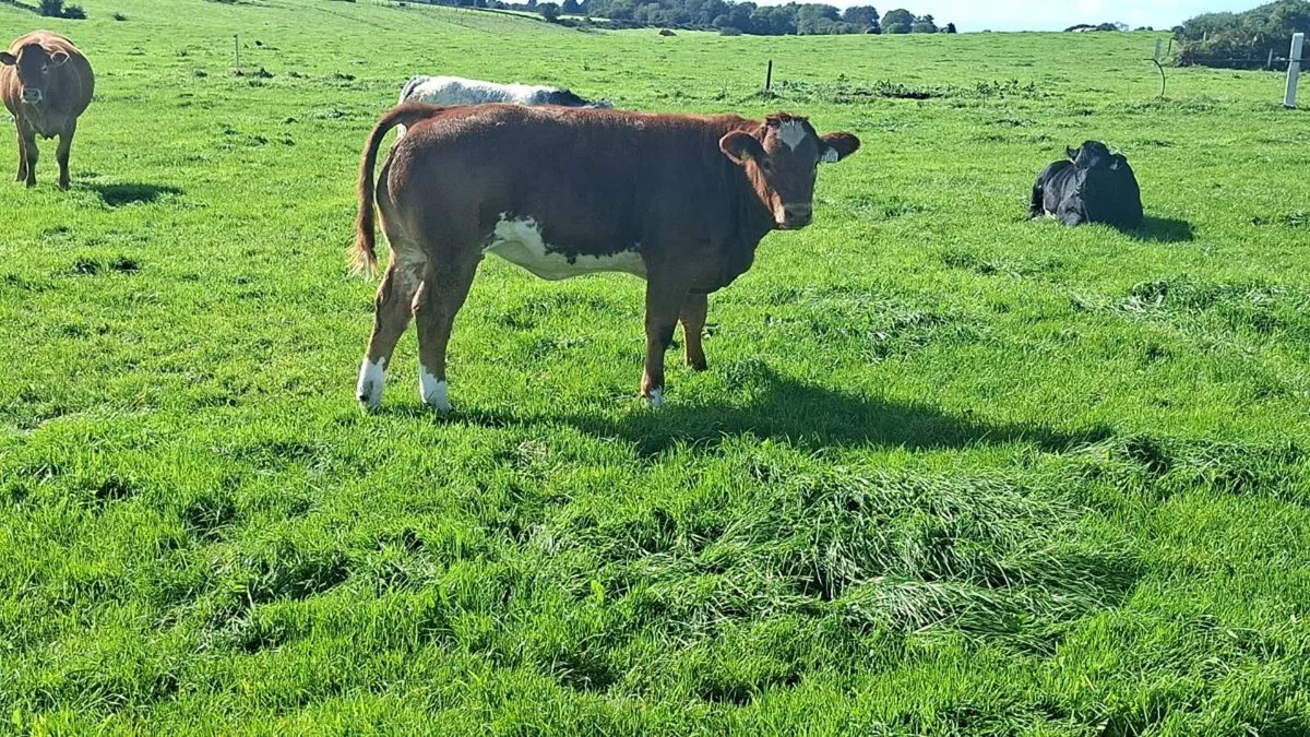 Cattle - Image 1