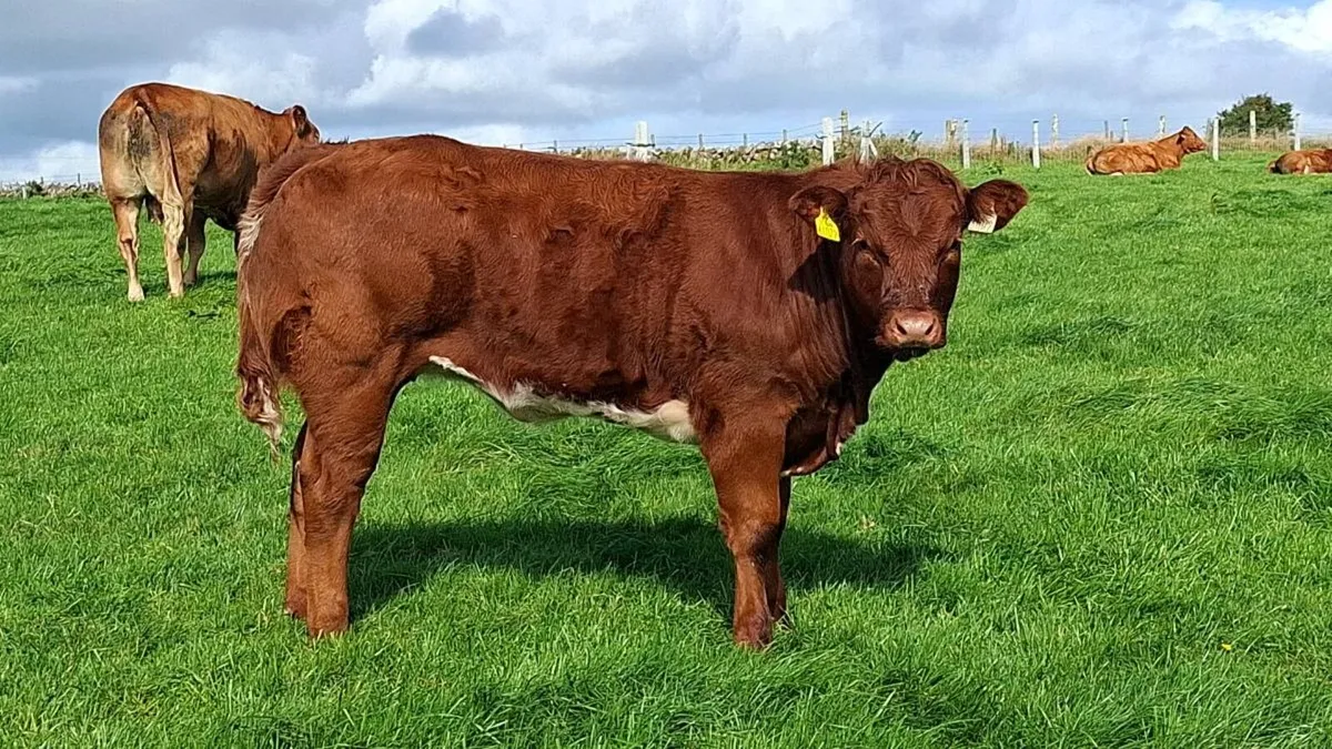 Cattle - Image 2