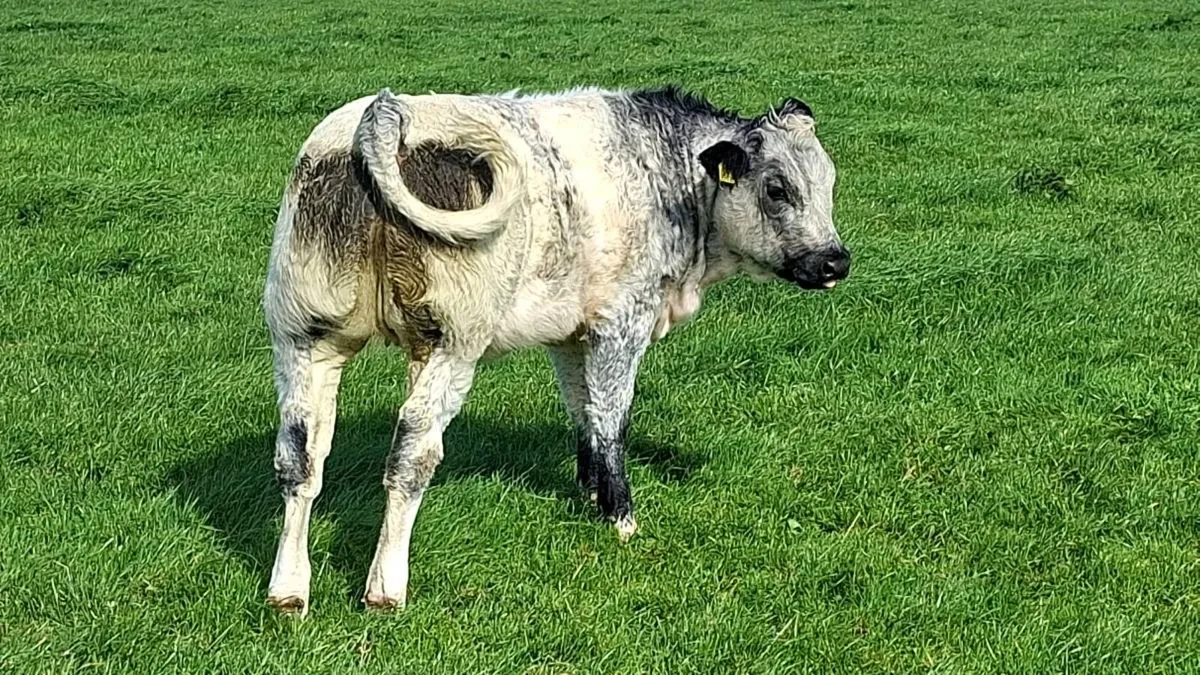 Cattle - Image 3