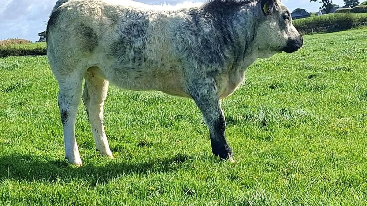 Cattle - Image 4