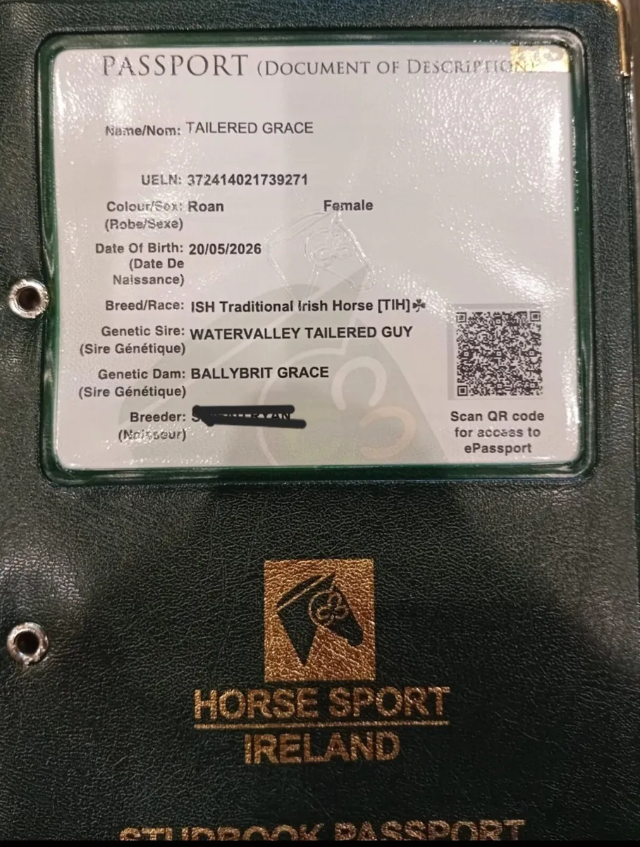 TIH Roan Filly Foal for Sale - Image 1