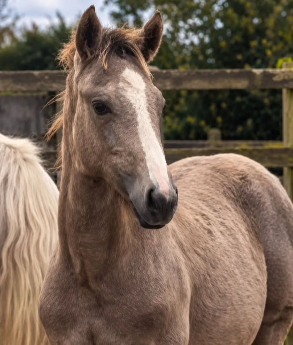 TIH Roan Filly Foal for Sale - Image 4