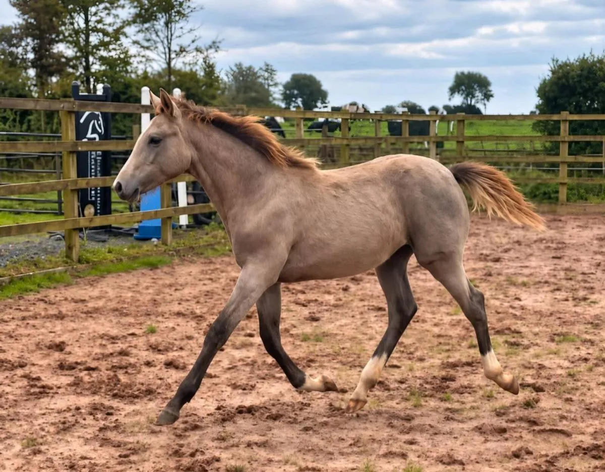 TIH Roan Filly Foal for Sale - Image 3