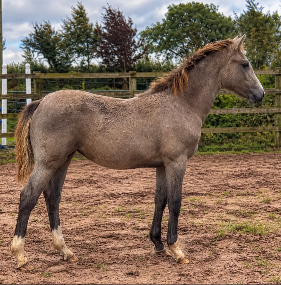 TIH Roan Filly Foal for Sale - Image 1
