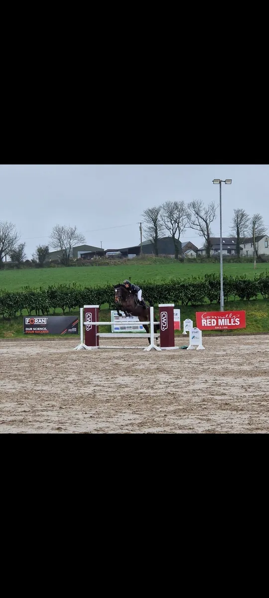 Show jumper - Image 3
