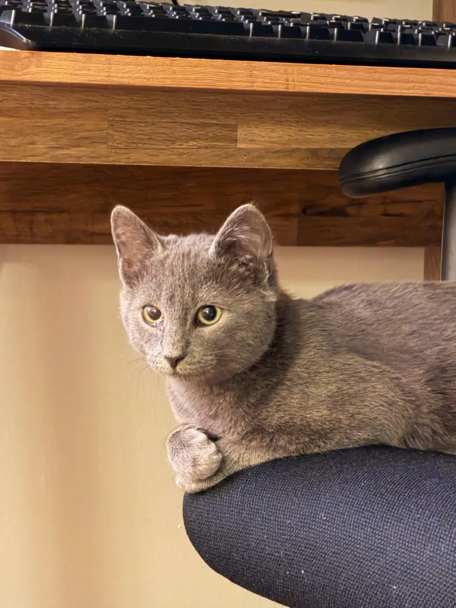 Russian Blue Cross - 4 months old - Image 2