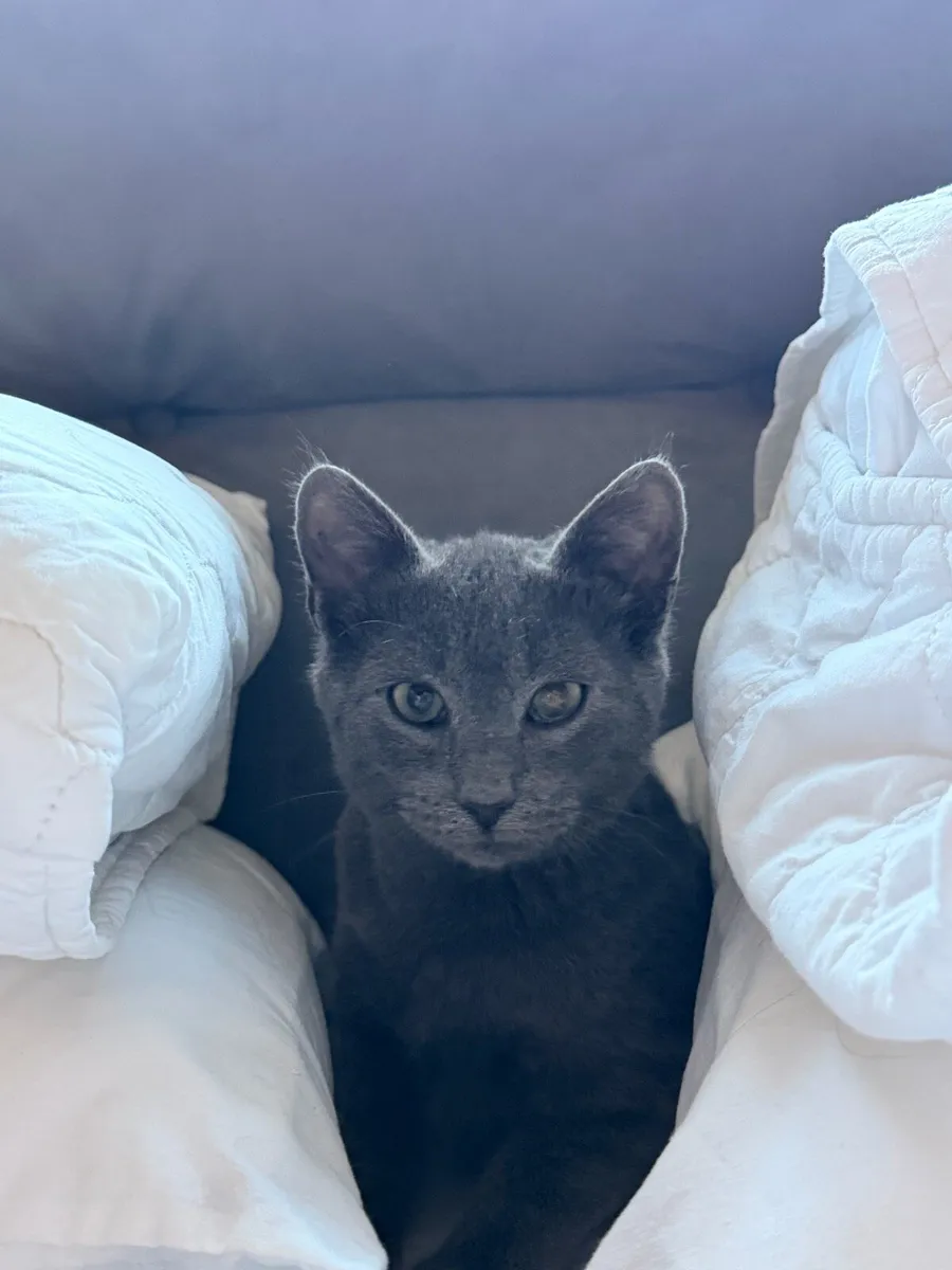 Russian Blue Cross - 4 months old - Image 3