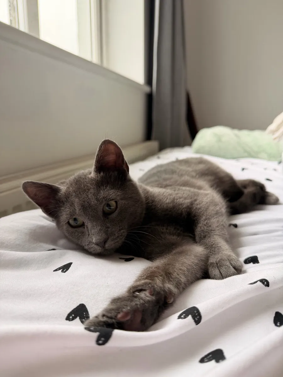 Russian Blue Cross - 4 months old - Image 1