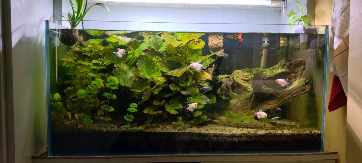 170 l fish tank - Image 1