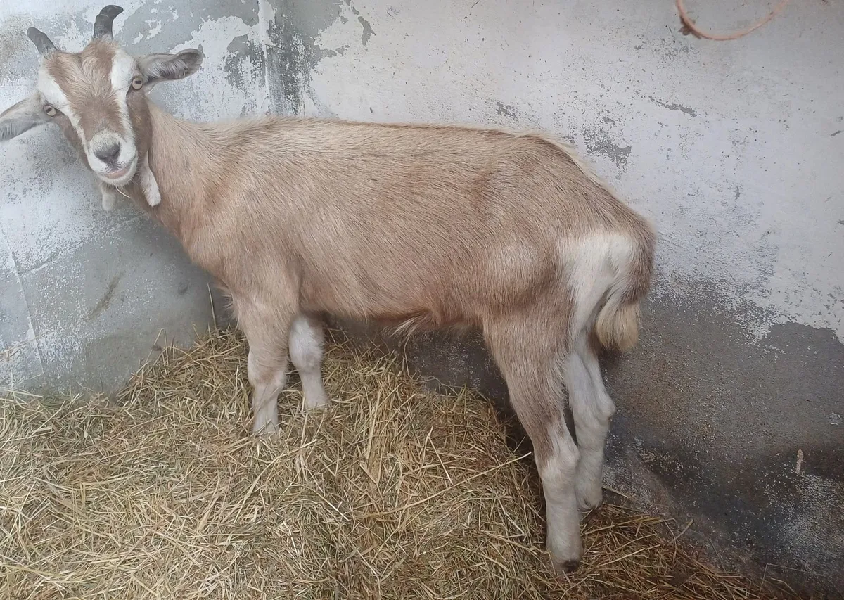 Male Toggenburg Goats - Image 4