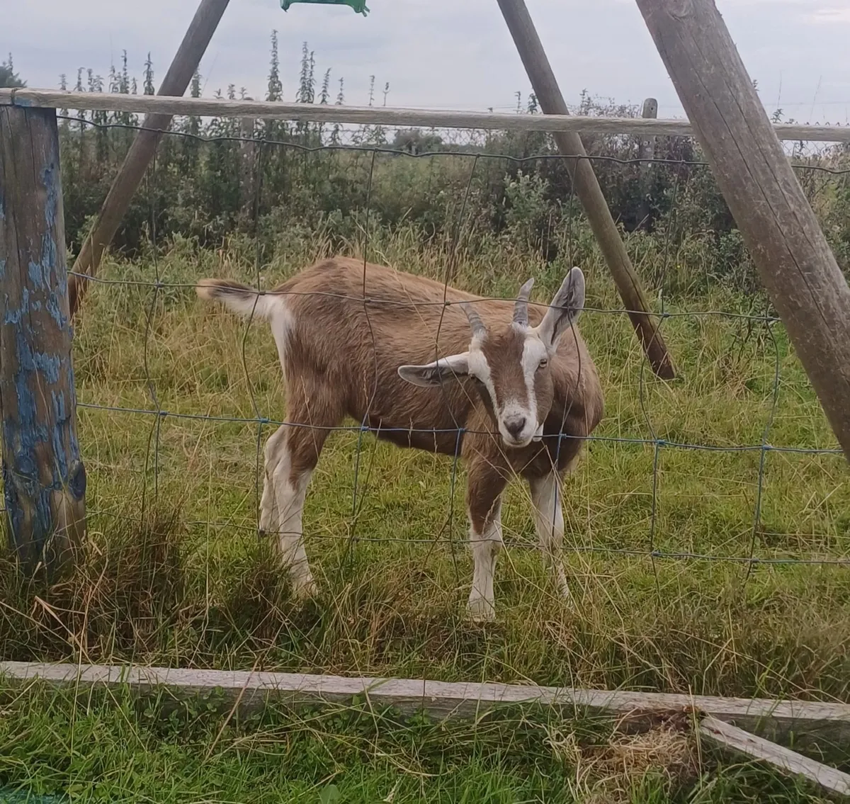 Male Toggenburg Goats - Image 1