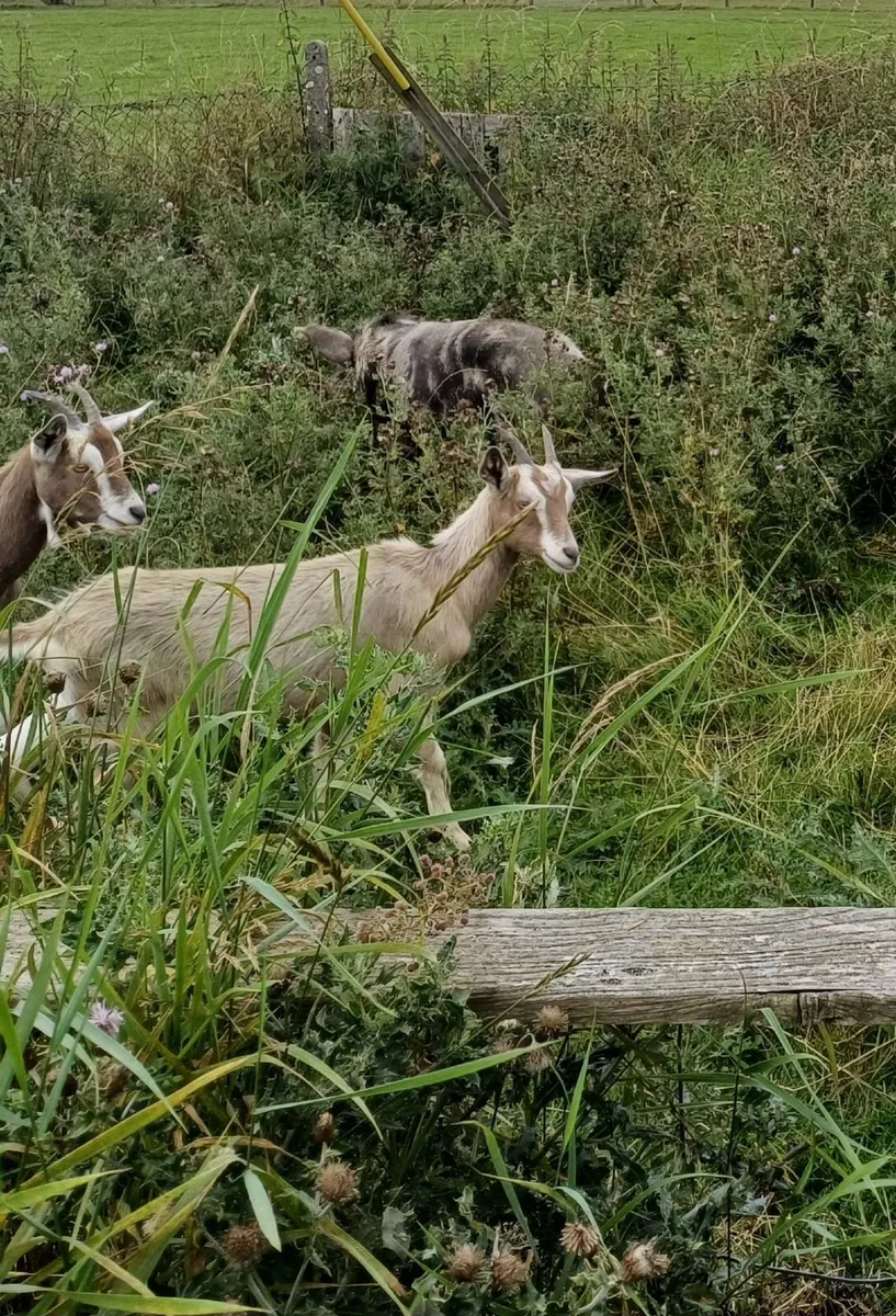 Male Toggenburg Goats - Image 3