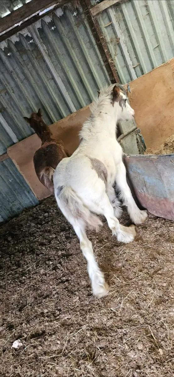 5 colt foals 1 filly - Image 2