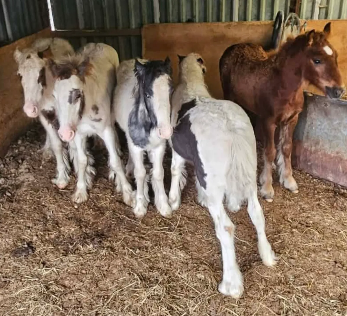 5 colt foals 1 filly - Image 1