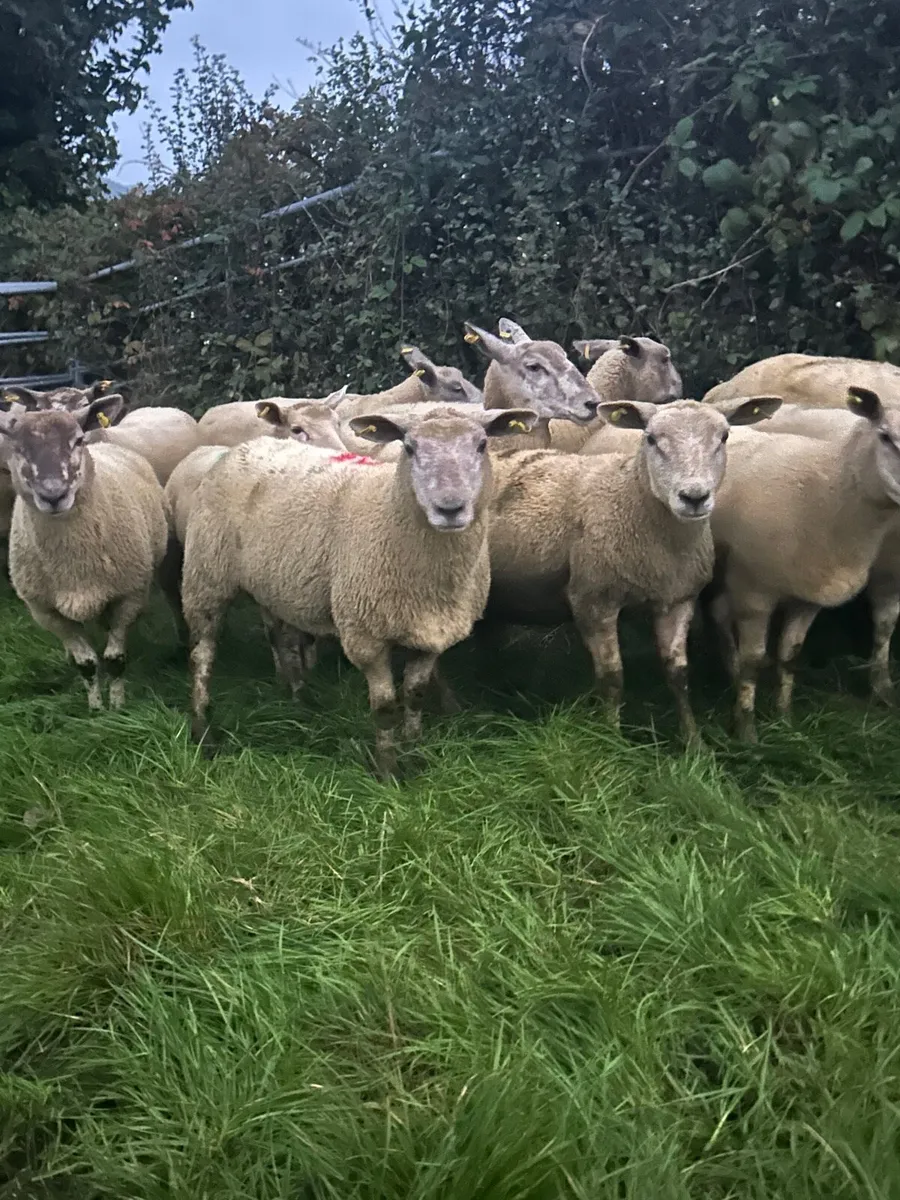 Chartex Hoggets - Image 1
