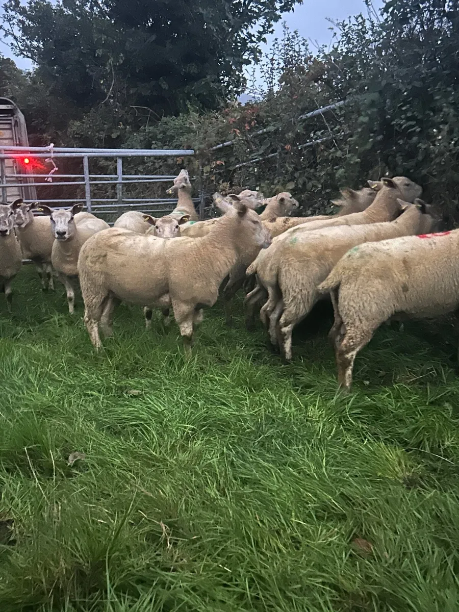 Chartex Hoggets - Image 2