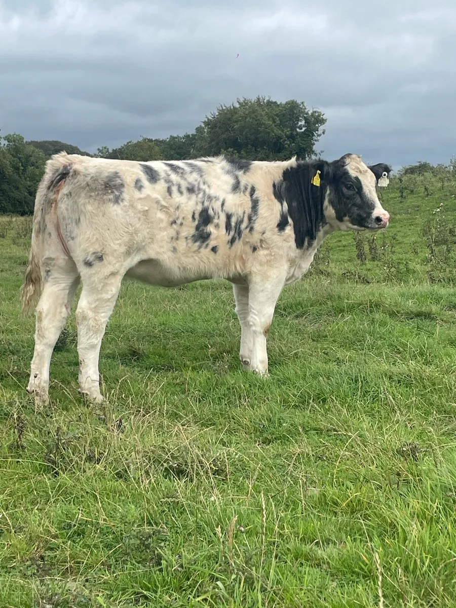 blue heifer - Image 3